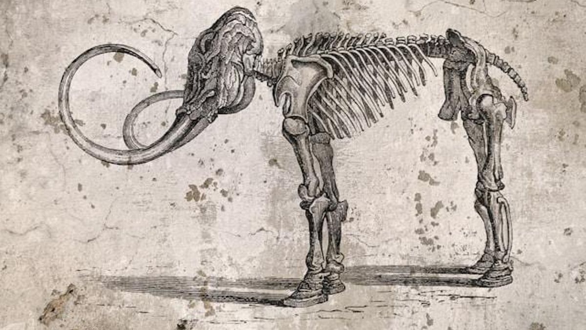 Dibujo del esqueleto de un mamut lanudo.