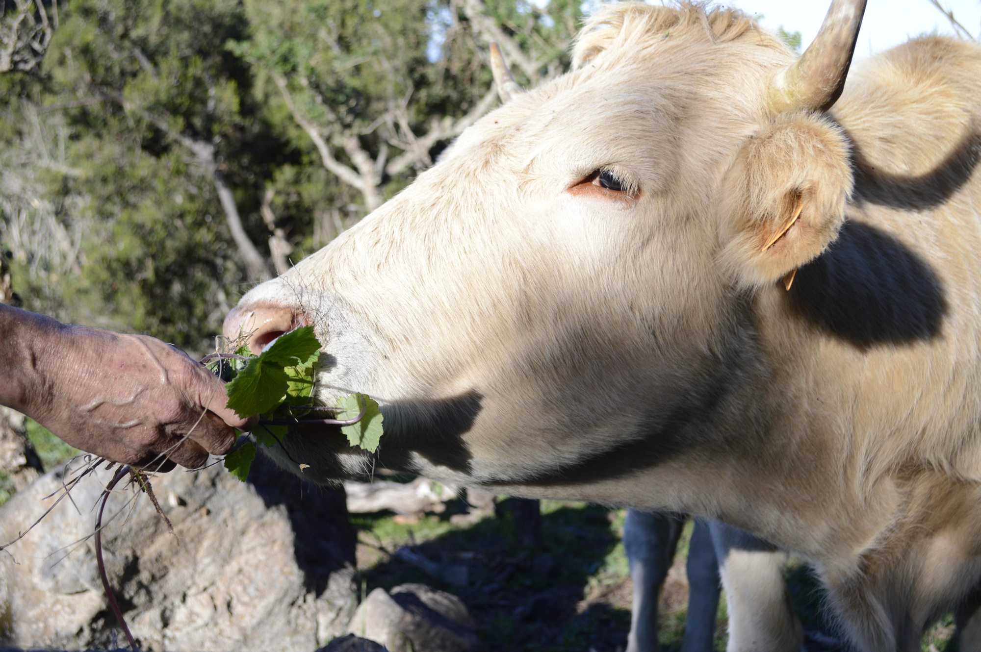 Vaca entre La Mata y Hoya Grande. Garafía.