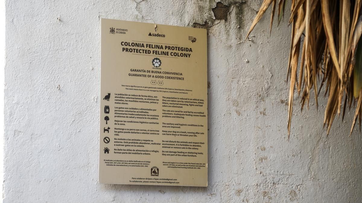 Córdoba, modelo de gestión y cuidados de las colonias felinas