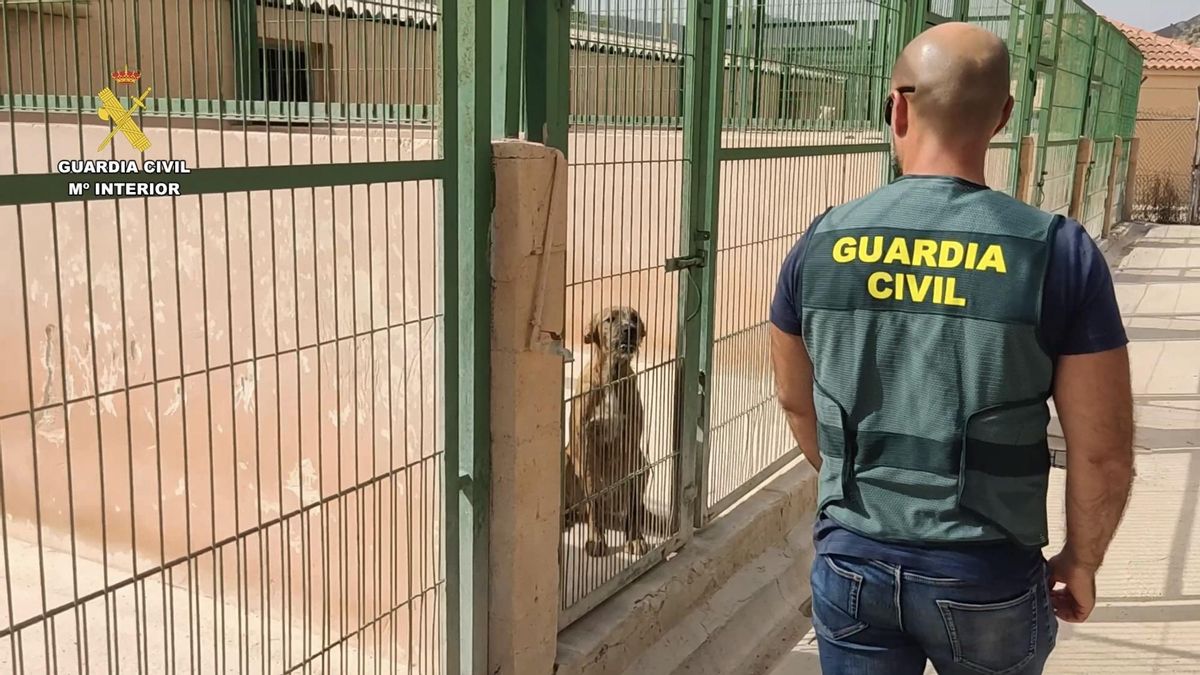 El equipo especializado contra robos en el campo (ROCA) de la Guardia Civil es el encargado de la operación 'Dogs Rescue'
