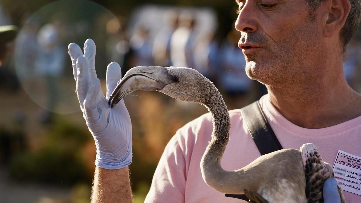 Un voluntario sostiene a uno de los pollos capturados para su anillamiento.