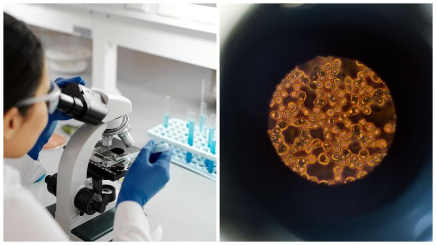 Investigadores de la UBA estudian las mutaciones de los virus para perfeccionar vacunas