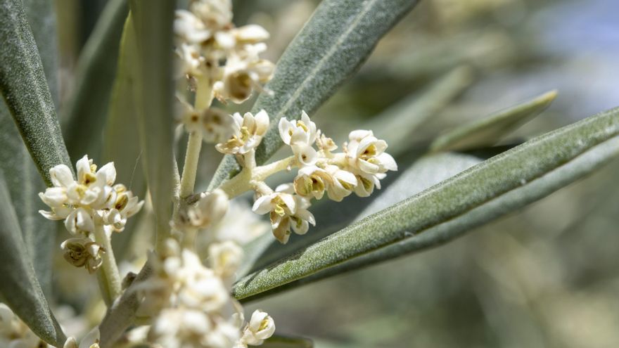 La floración del olivo sitúa en extremos los niveles de polen para los alérgicos