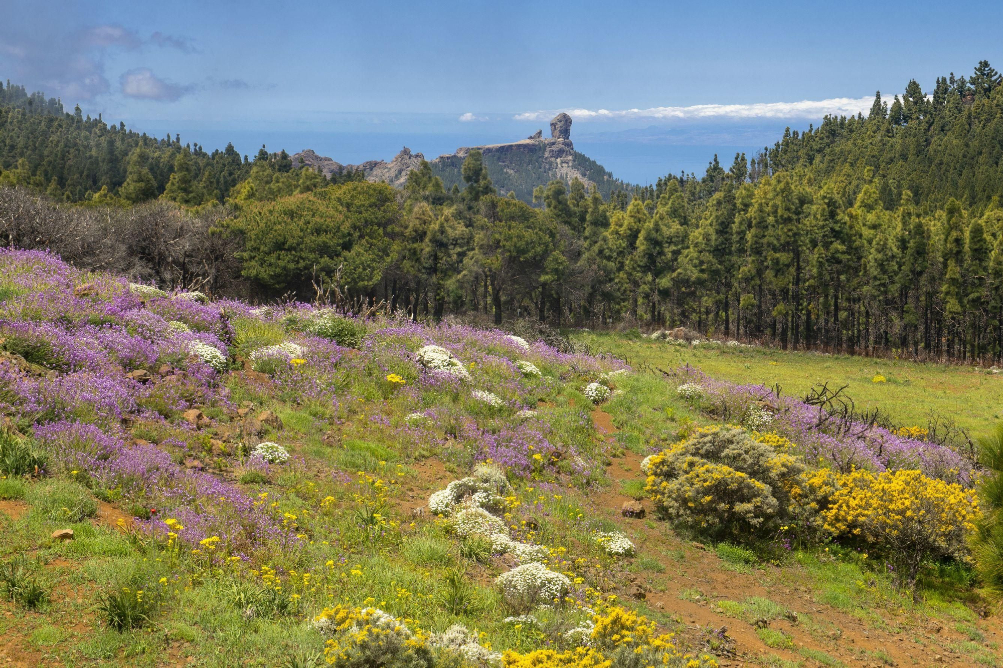 Bosques de pinos en torno al Roque Nublo