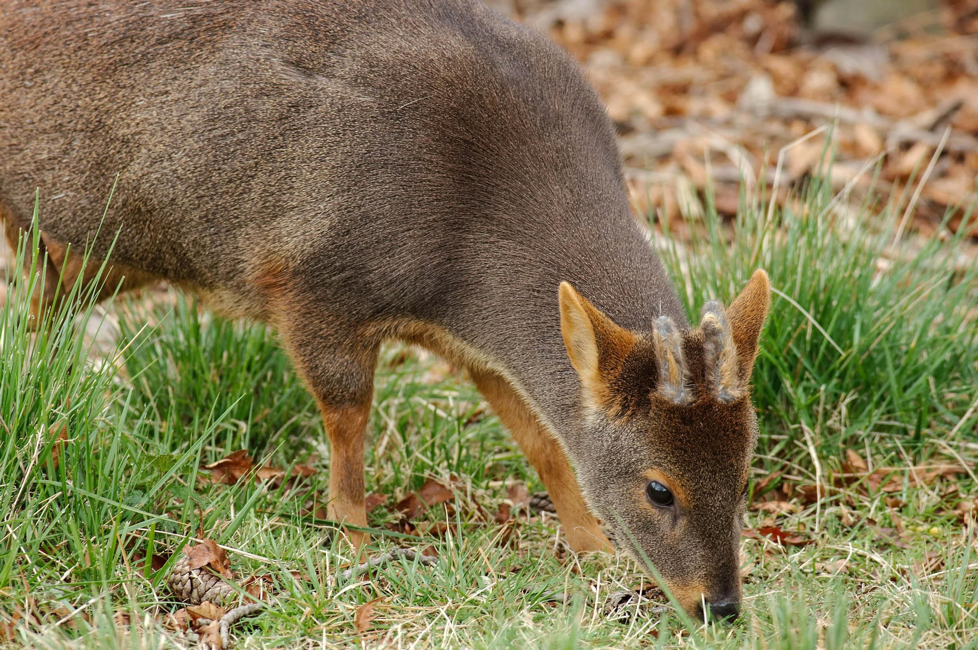 El pudú o ciervo enano es una de las especies más afectadas por el fuego en la Patagonia.