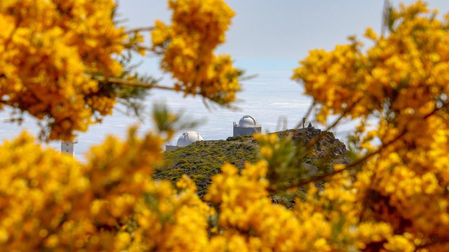 El retamón ha teñido de dorado las cumbres de La Palma.