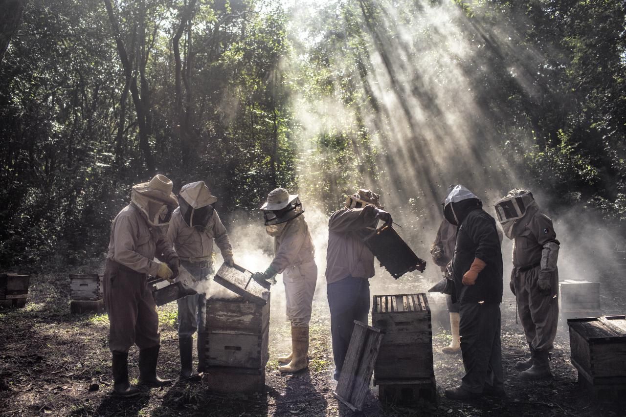 'God’s Honey', serie ganadora del segundo premio en la categoría 'Medio ambiente'. Unos apicultores liderados por Russel Armin Balan cuidan sus colmenas en Tinúm, Yucatán (México)