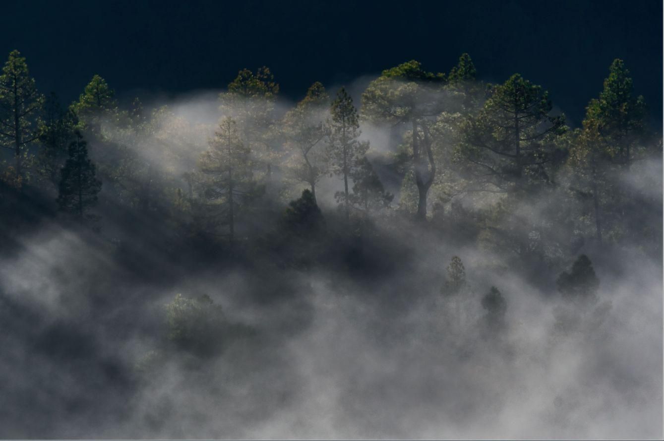 Espectacular imagen de un pinar. CARLOS VIRGILI
