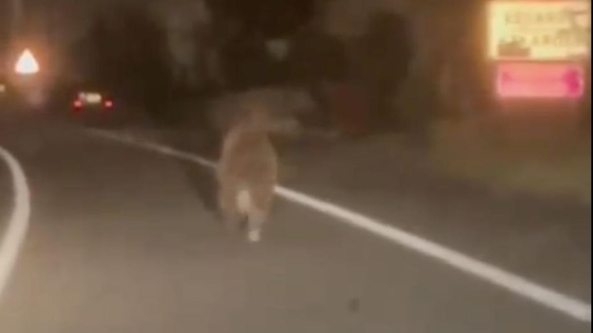 Avistan un oso pardo corriendo de madrugada por la carretera entre Ochagavía y Ezcároz, en Navarra