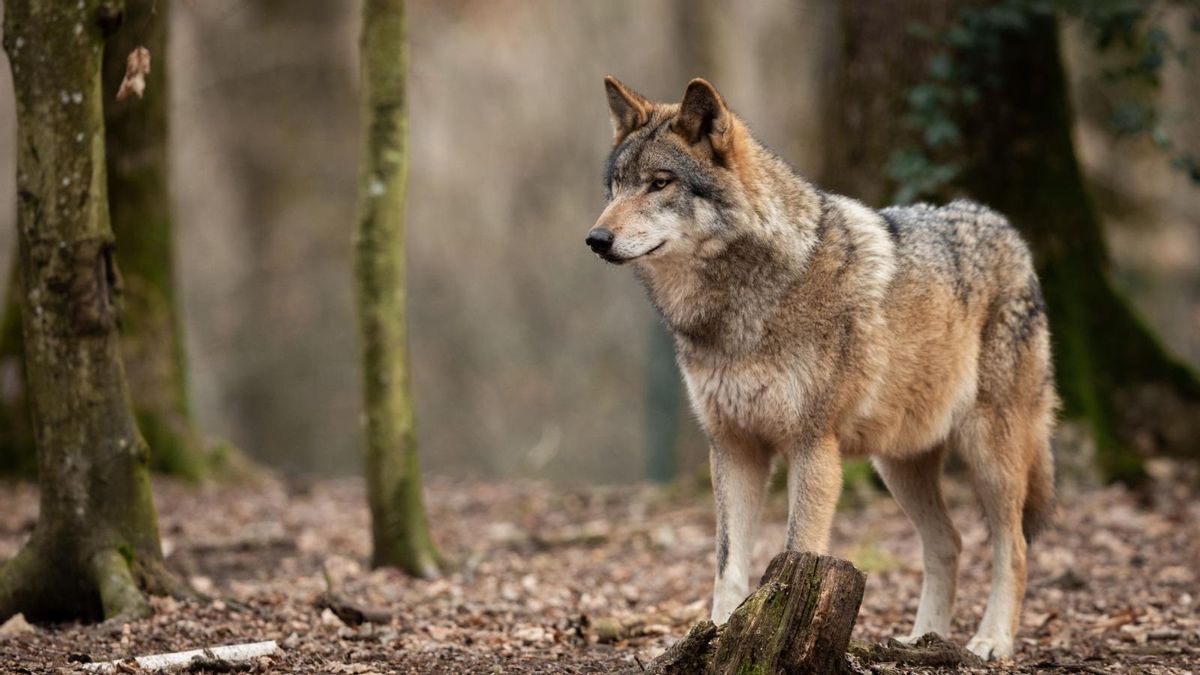 El último ataque en el Bajo Aragón reabre la guerra del lobo: los ganaderos exigen medidas y la Justicia limita su caza