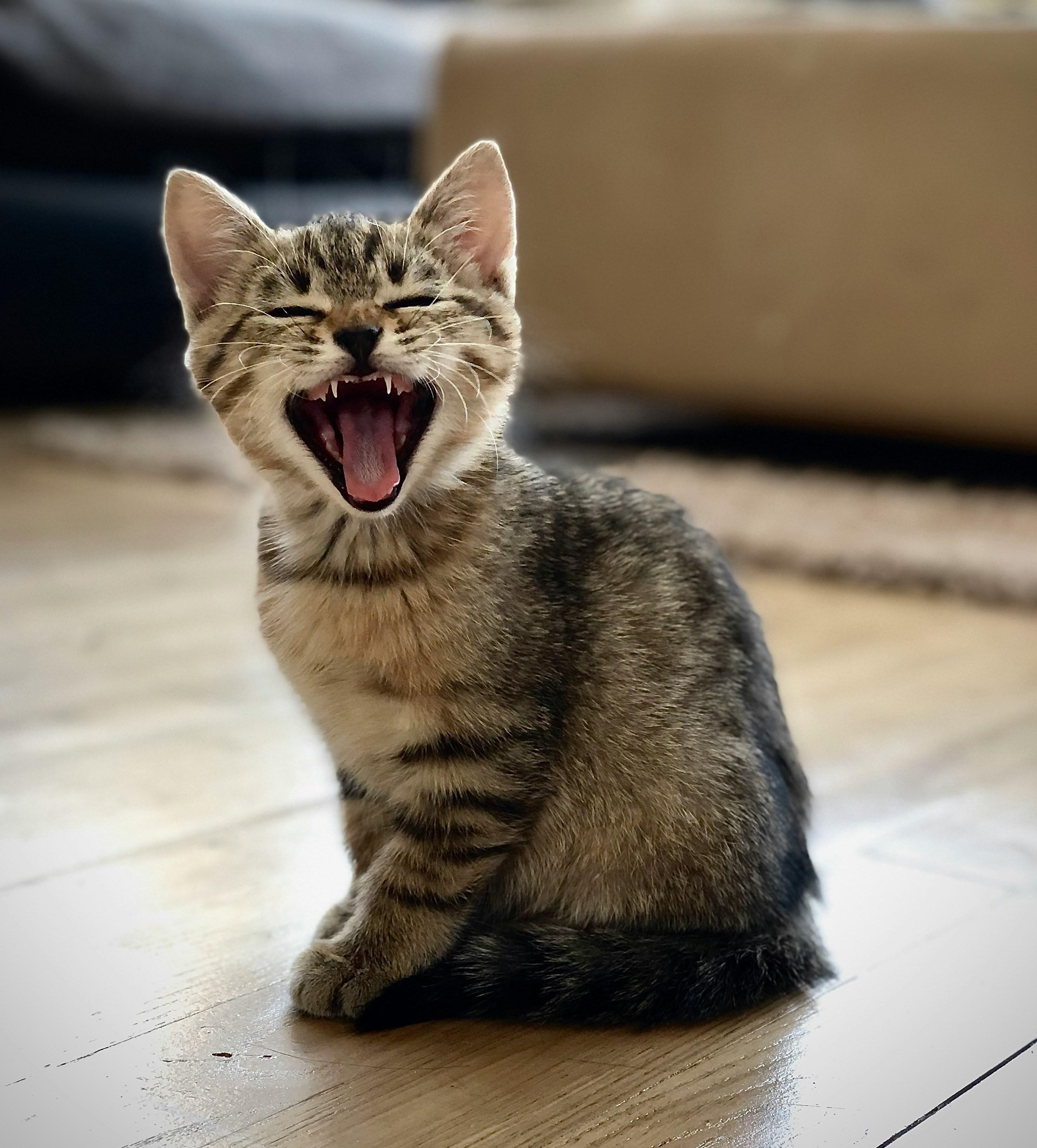 Día del gato
