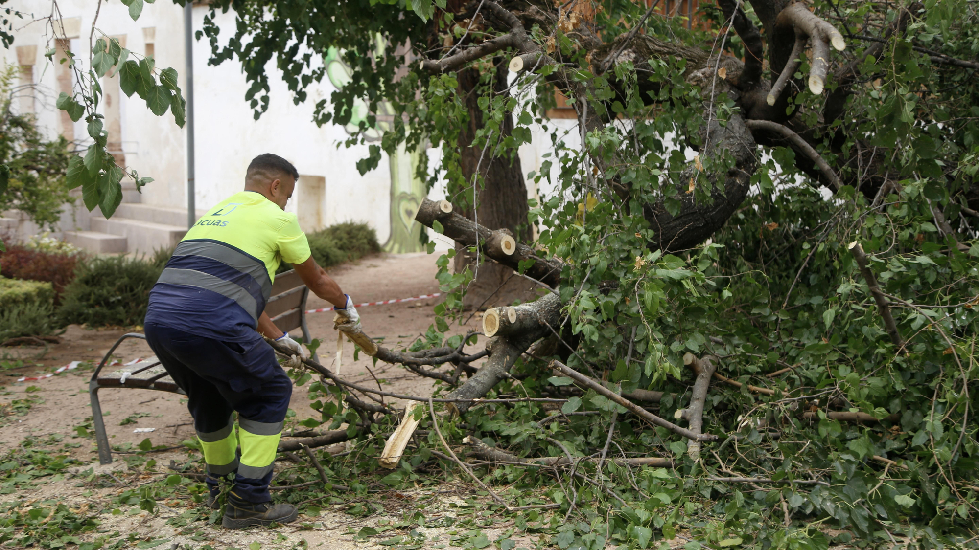 Árbol partido en el parque de Orive