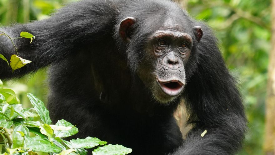 El estudio confirma que estos animales no solo recurren a prácticas de automedicación, sino que también muestran conductas altruistas