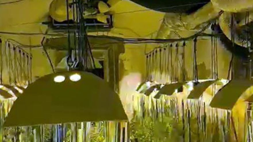 Plantacion marihuana