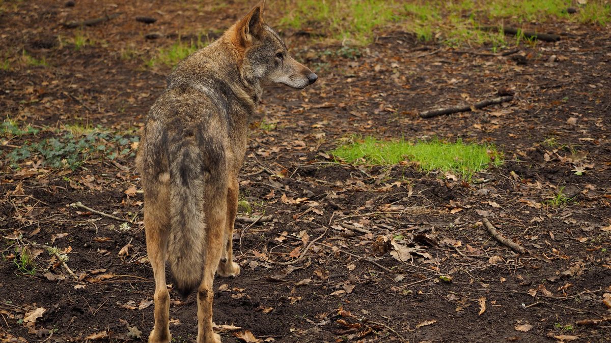 El Tribunal Superior rechaza autorizar a la Xunta a realizar batidas de control de lobo en Cerdedo-Cotobade, Curtis y Ferrol