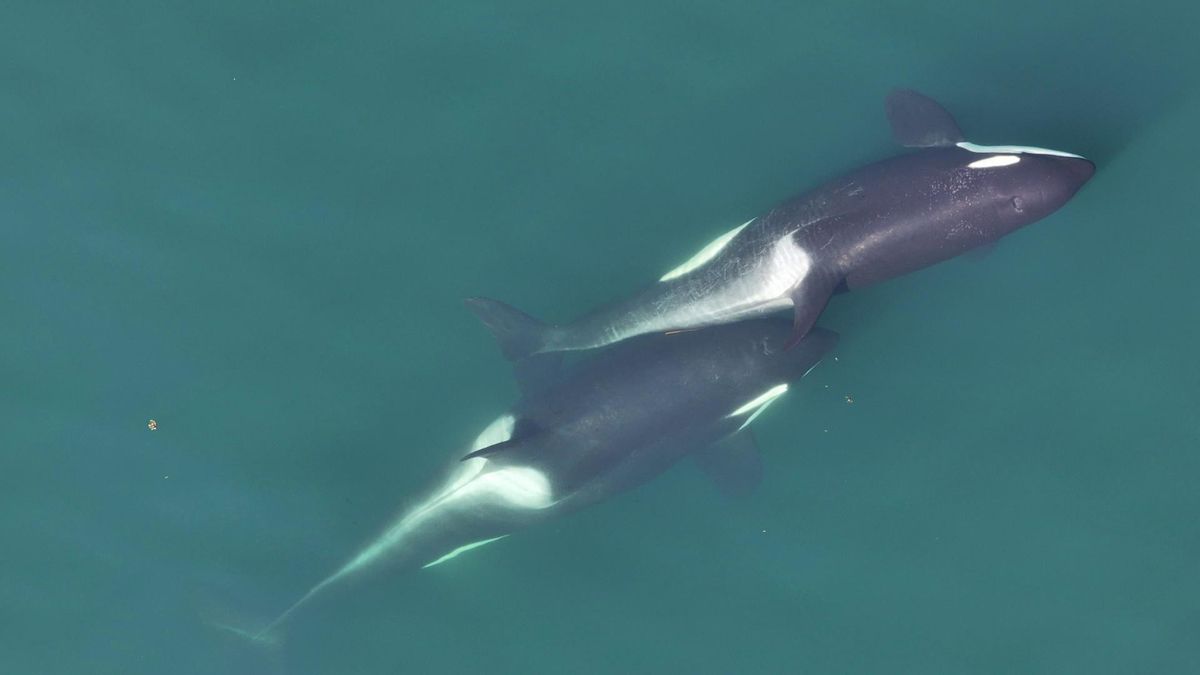 Las orcas fabrican 'herramientas' con algas para rascarse unas a otras