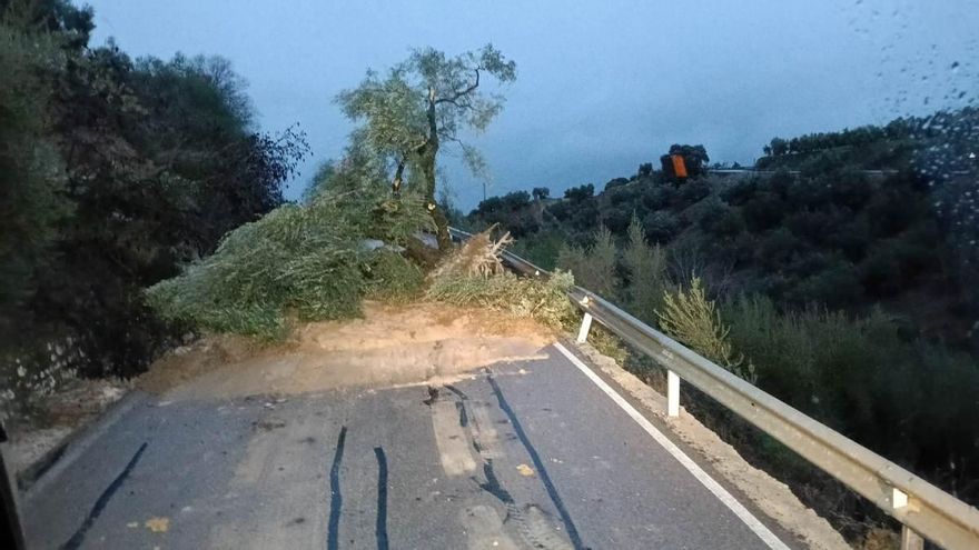 Árboles caídos y carreteras cortadas en la provincia de Córdoba
