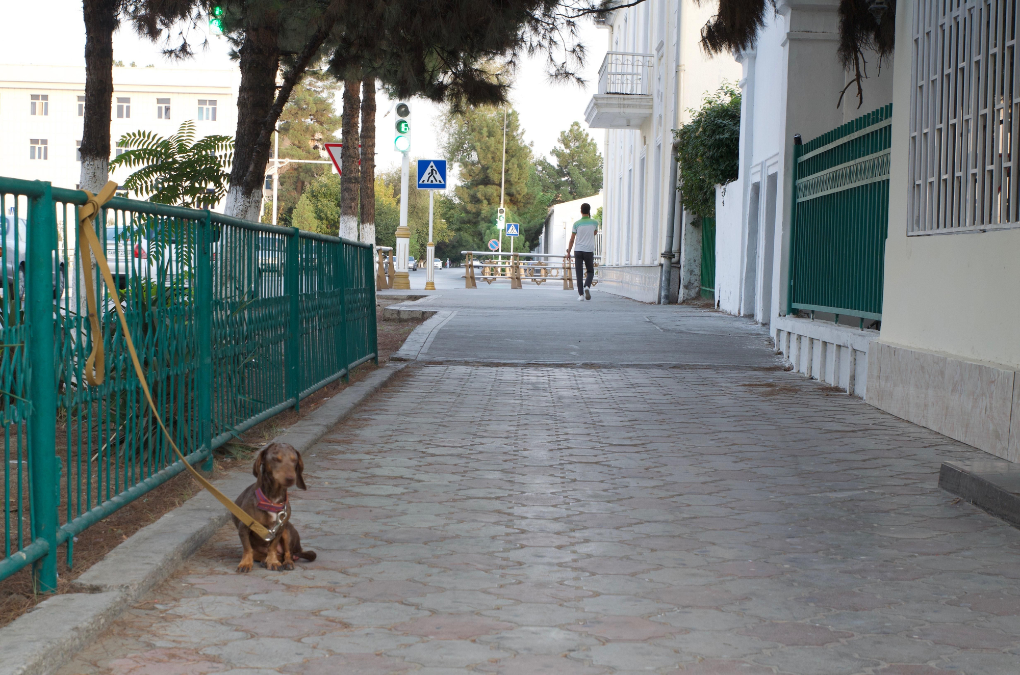Mascotas sí, de momento.