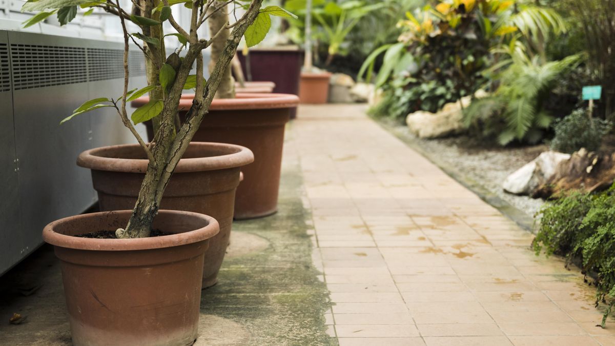 Los mosquitos suelen poner sus huevos en lugares húmedos como platos de macetas o charcos