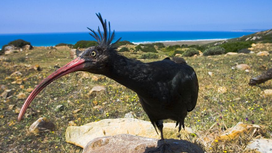 Denuncian la muerte de una de las aves más amenazadas del mundo en un coto de caza en Extremadura
