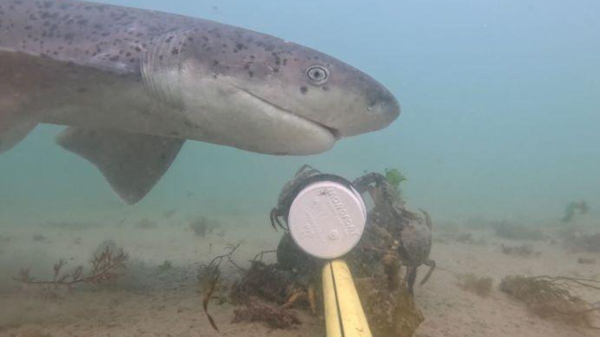 El tiburón Gatopardo tiene una sola aleta dorsal, siete hendiduras branquiales en lugar de las cinco, como otros tiburones, y una mandíbula de articulación primitiva. Foto: cortesía Fundación Rewilding