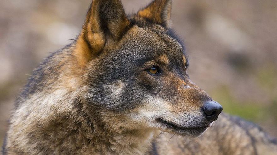 La Justicia anula los planes de caza del lobo en Castilla y León para las temporadas 2019-2022