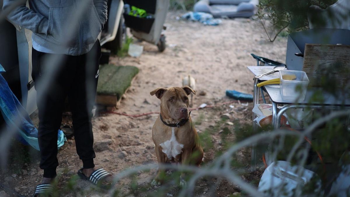 Sombra, una de las perras que viven en el campamento rodante.