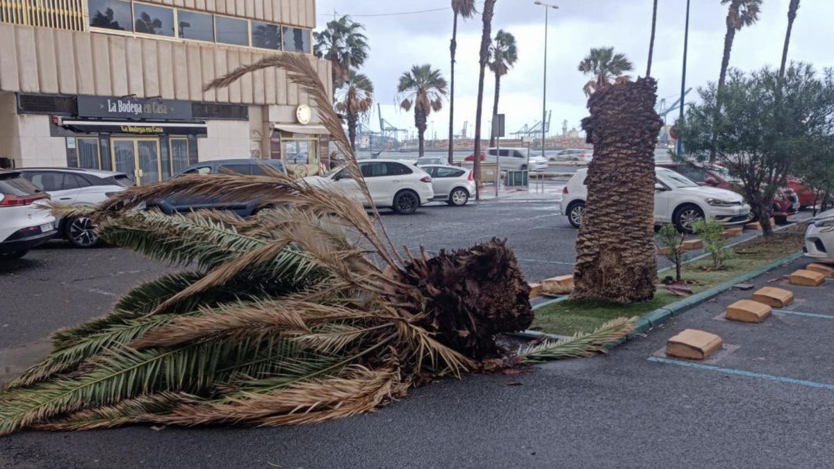 Palmera partida en Las Palmas de Gran Canaria. (Ayuntamiento de Las Palmas de Gran Canaria)