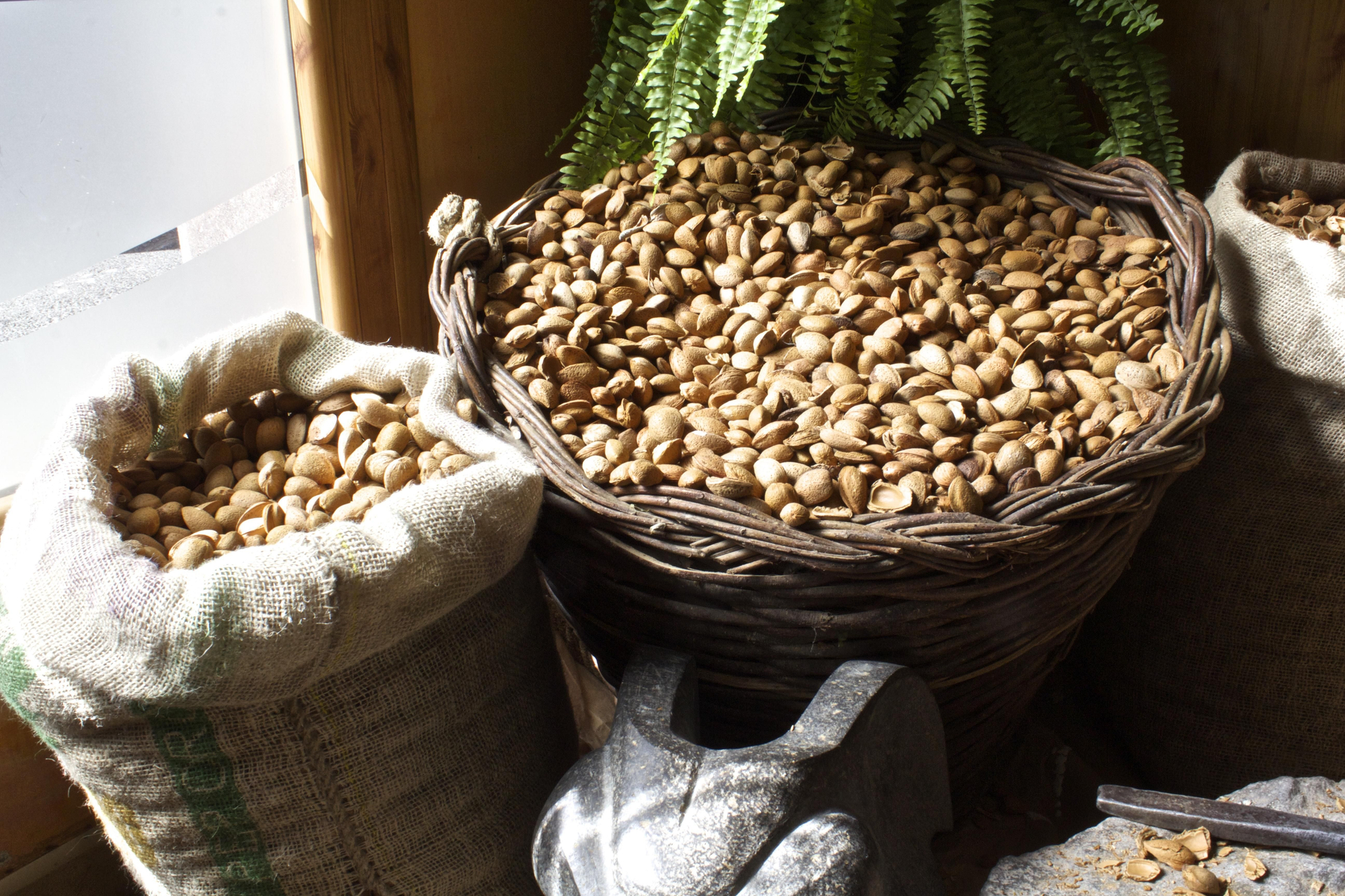 Almendras en Tejeda. Foto: Cirenia Vico