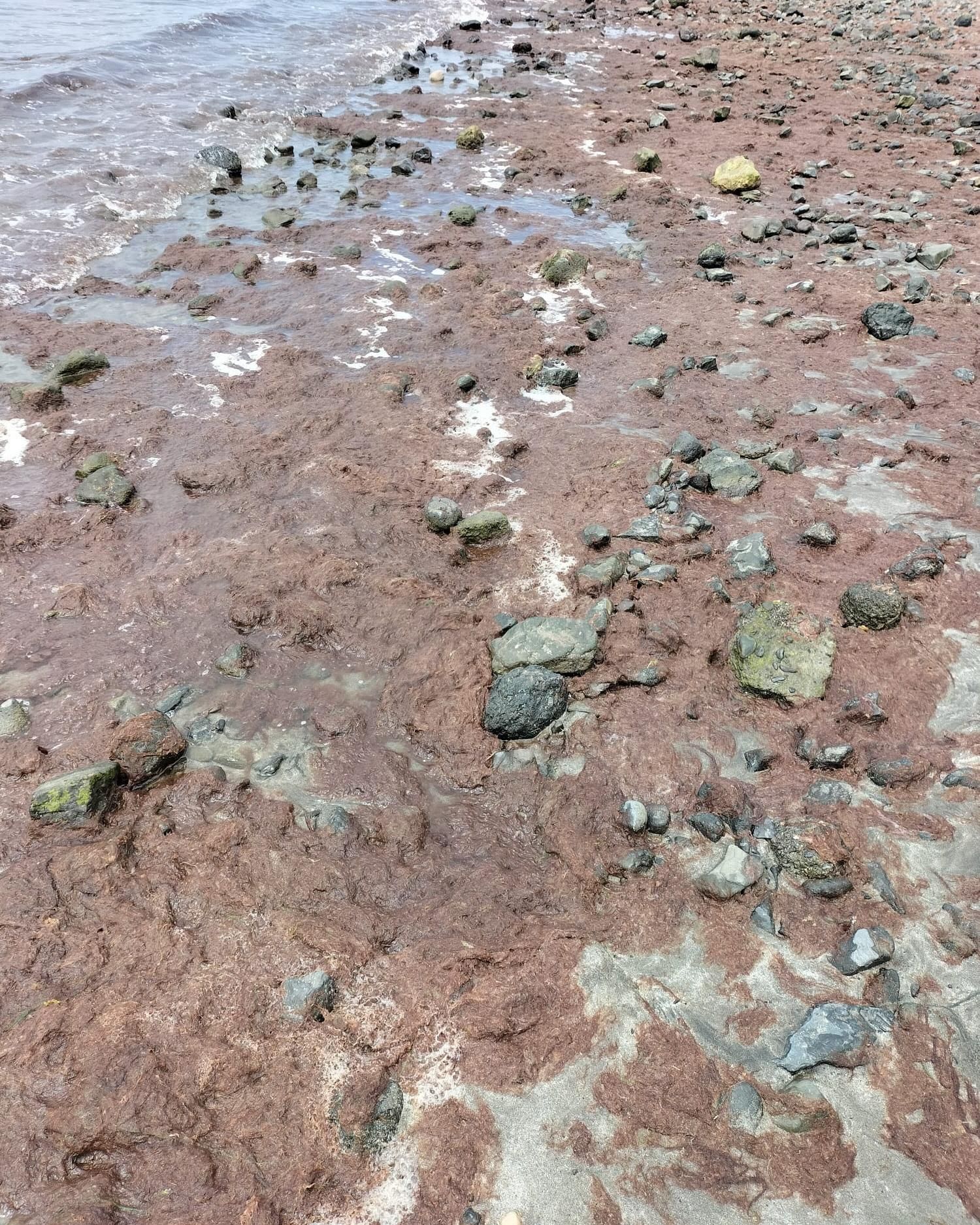 Alga inusual encontrada en la playa de Tarajalejo