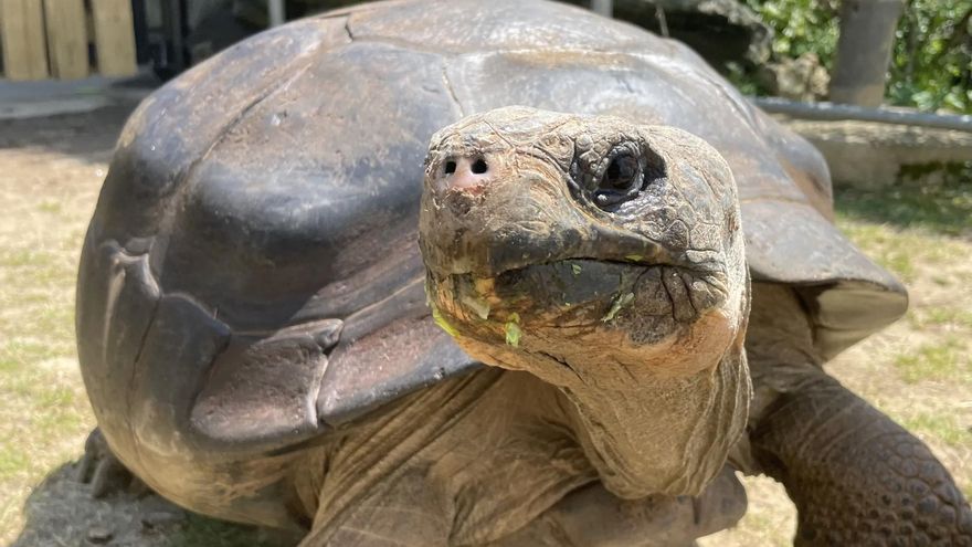 Madre primeriza a los 97: la hazaña de una tortuga de Galápagos que rompe todos los records