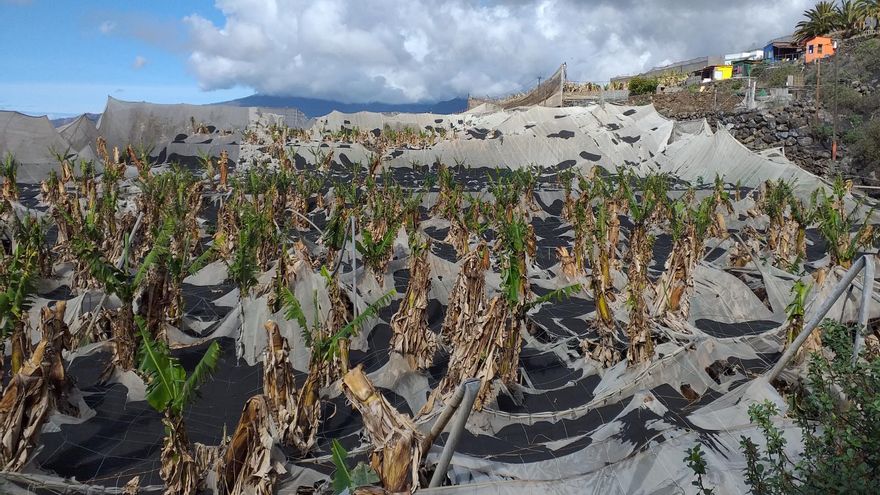 Desastre agrícola: pérdida total