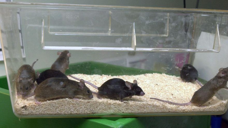 La falta de hierro en el embarazo hace que ratones que debían ser macho puedan ser hembra