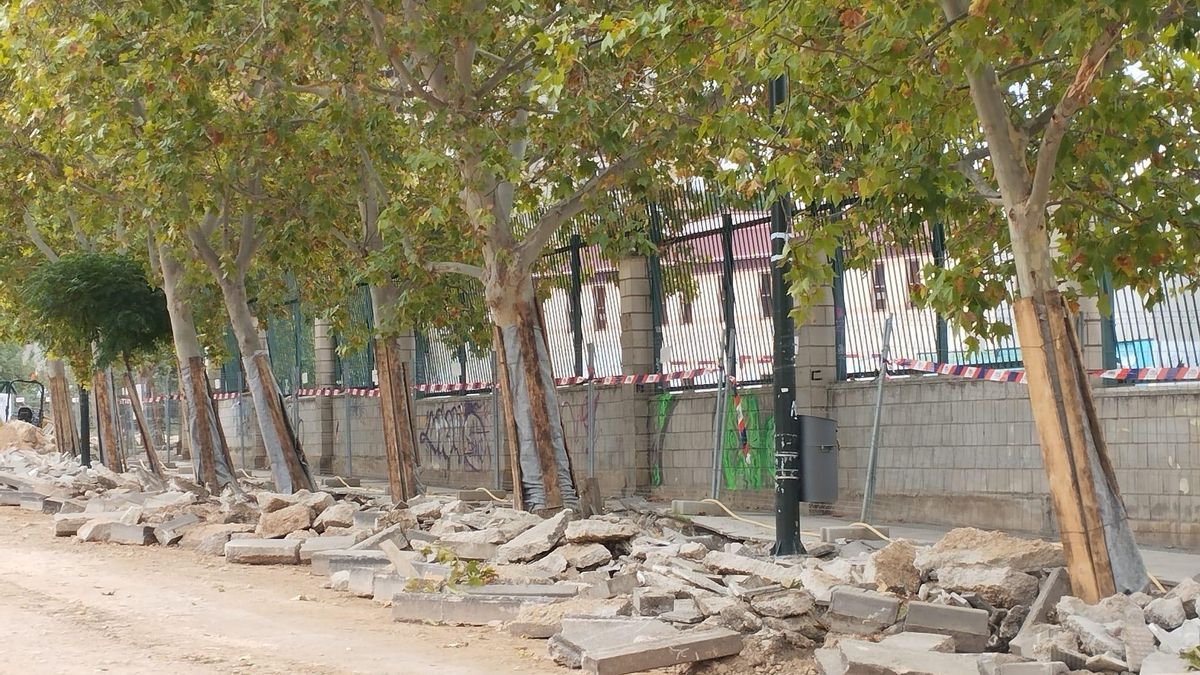 Arbolado de la calle de Manuel Lasala dañado por las obras en el Huerva.