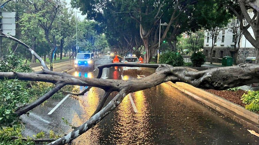 Árbol caído en la avenida Benito Pérez Armas