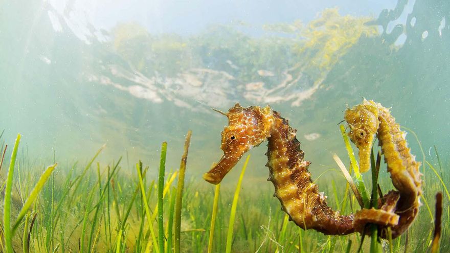 El centro de conservación de especies del Mar Menor: ¿ciencia para la recuperación o un nuevo anuncio vacío?