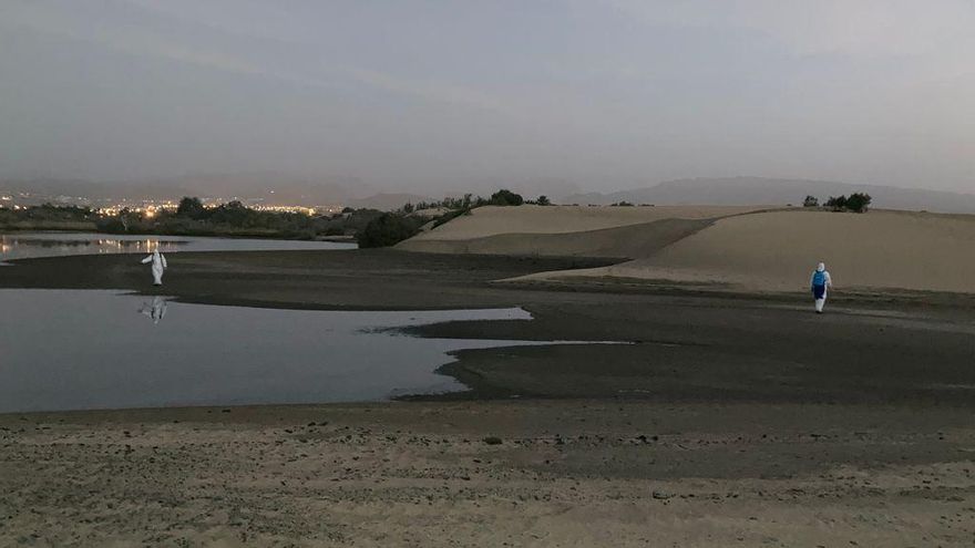 Lluvia y sol, el cóctel perfecto que origina una plaga de mosquitos en Maspalomas