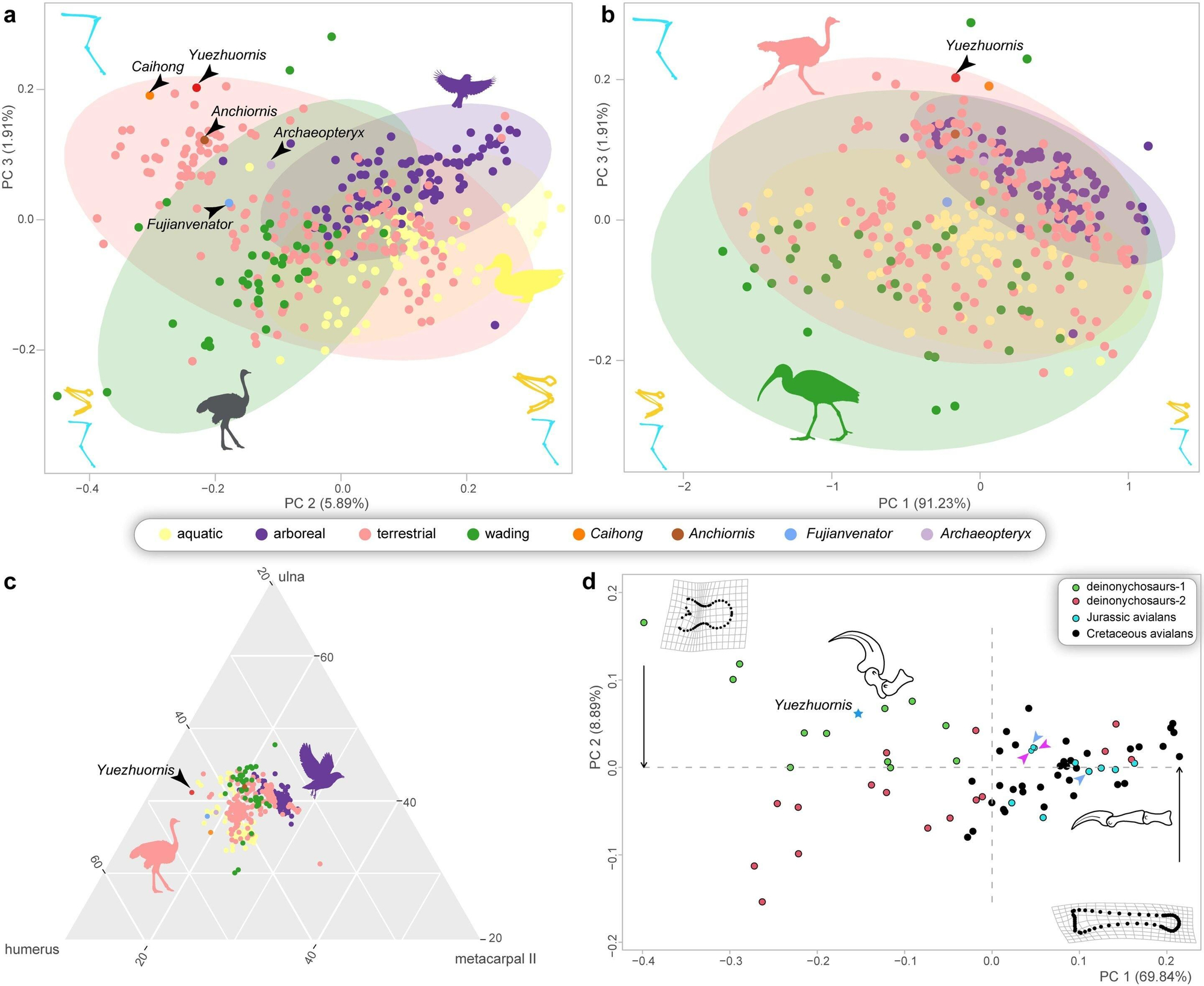 Disparidad ecomorfométrica de Yuezhuornis y otros paravianos del Jurásico