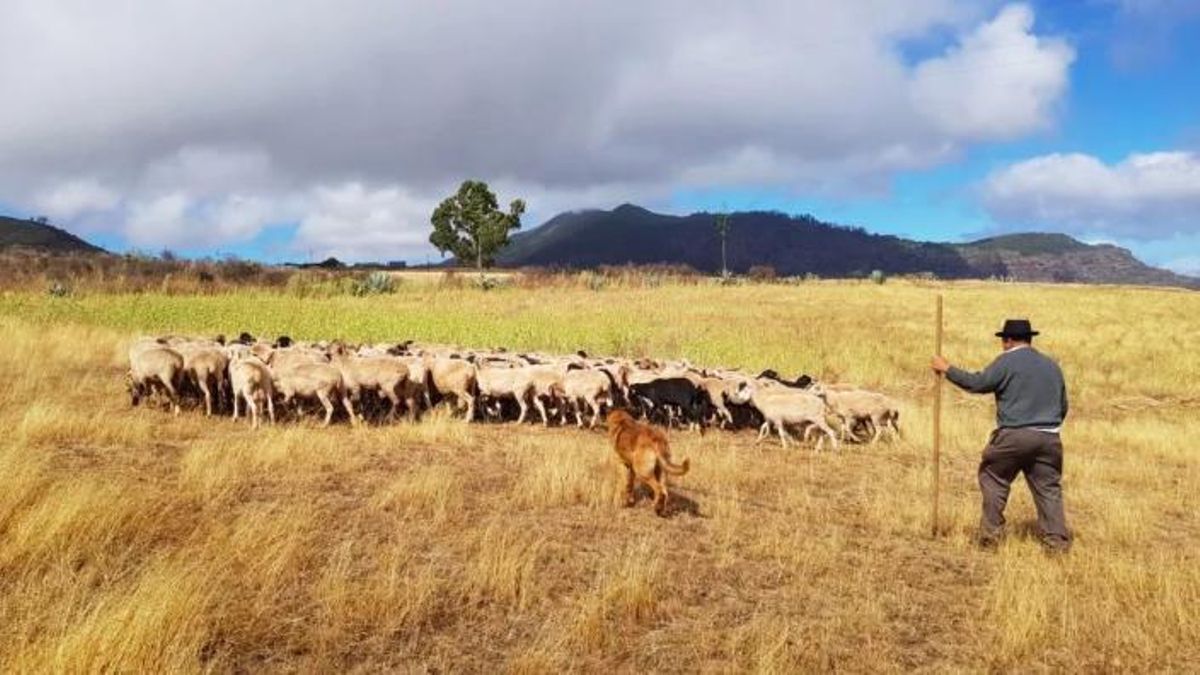 Las cabras, ovejas, vacas o burros se encargan de mantener la vegetación a raya, por tanto al fuego le cuesta mucho propagar en las zonas pastoreadas.