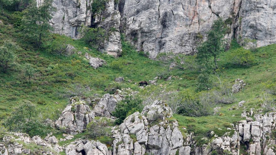 Un oso se pasea tranquilamente por Somiedo para sorpresa de los vecinos que recogían la hierba