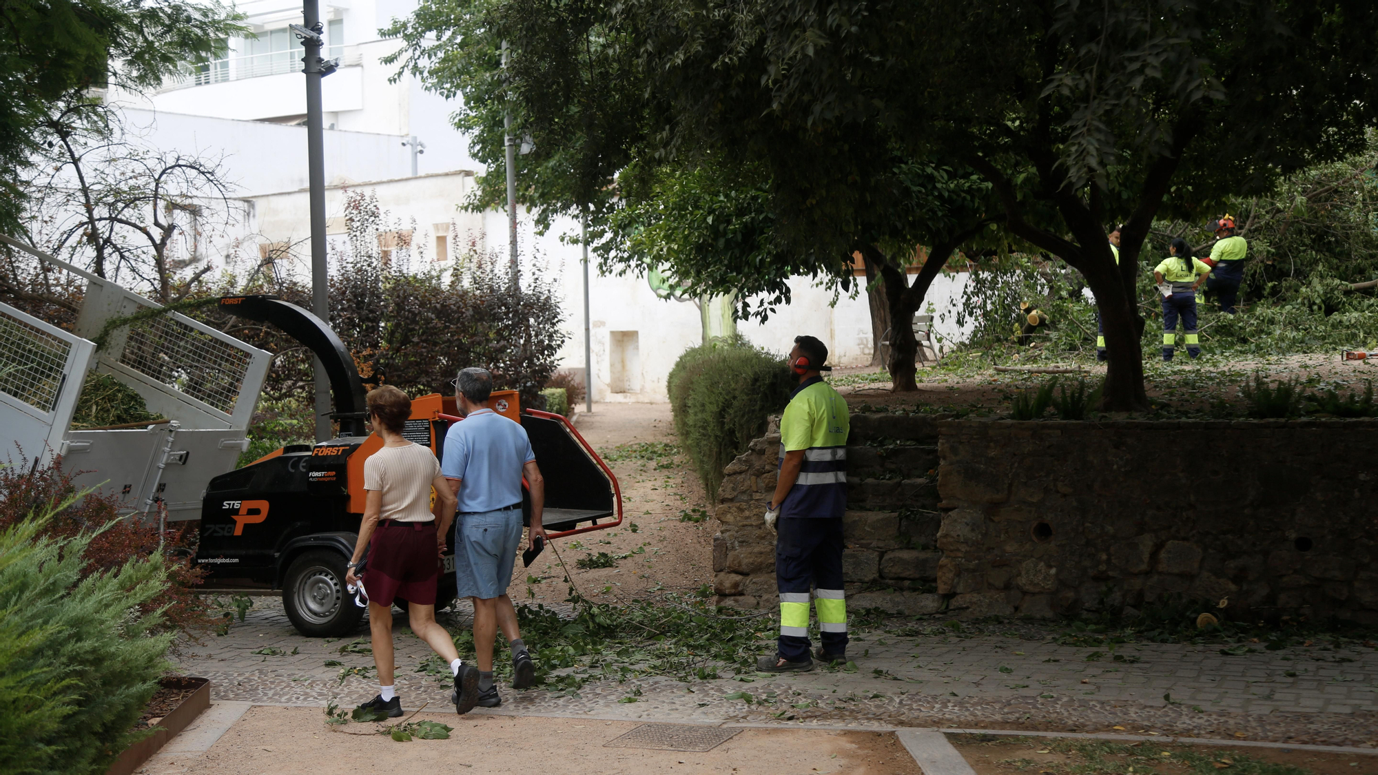 Árbol partido en el parque de Orive