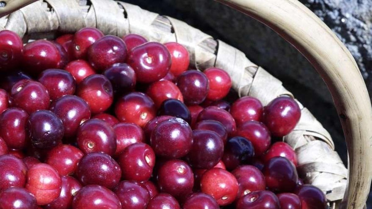 No, una picota no es cualquier cereza sin rabito: estas son las variedades protegidas por su denominación