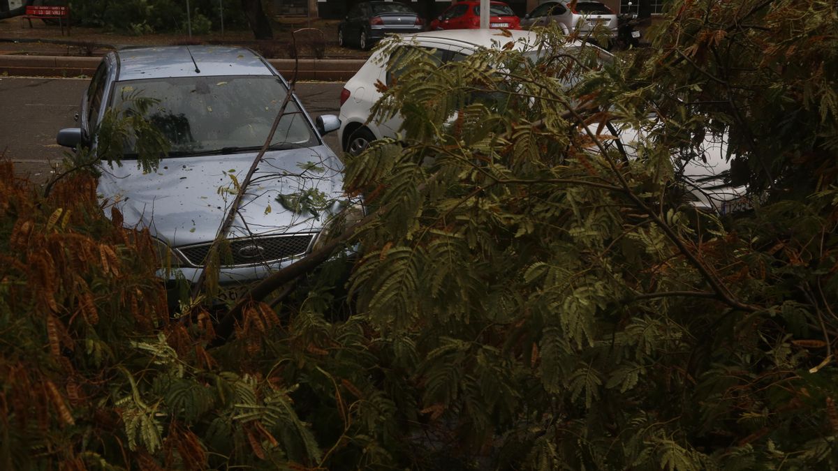 El temporal provoca las caídas de árboles, postes eléctricos y placas de una fachada en el Sector Sur