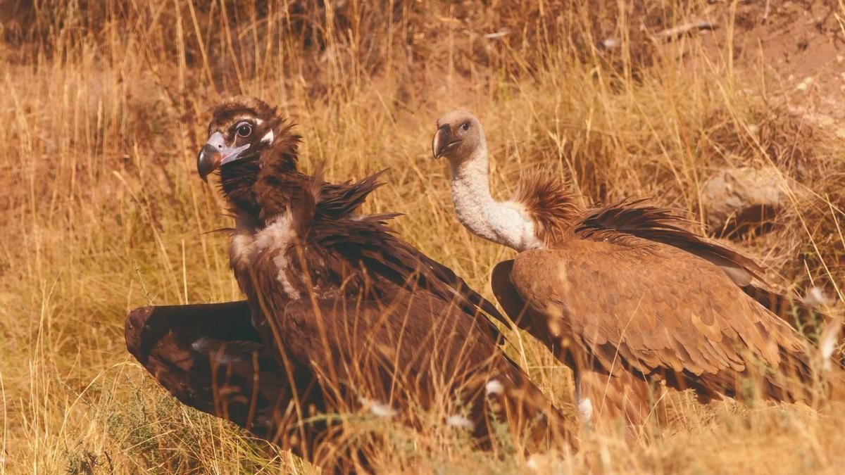 Ecologistas denunciarán a la Junta de Extremadura en Bruselas por ampliar la caza en Monfragüe y poner en peligro al águila imperial y al buitre negro