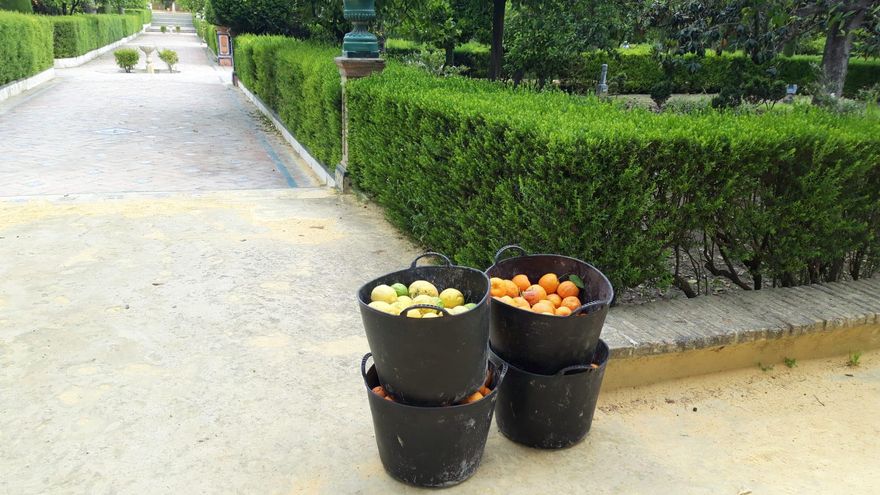 Capachos con naranjas y limones recogidos en el Alcázar en una campaña anterior.