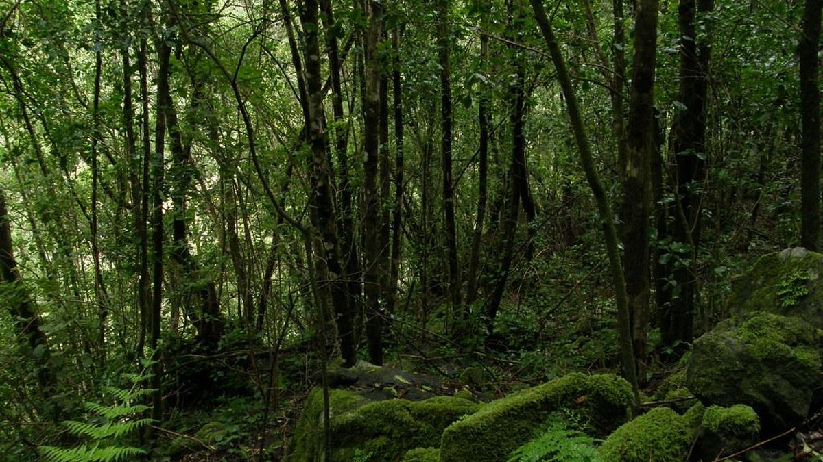 El bosque de cascadas español que se asemeja a las islas hawaianas