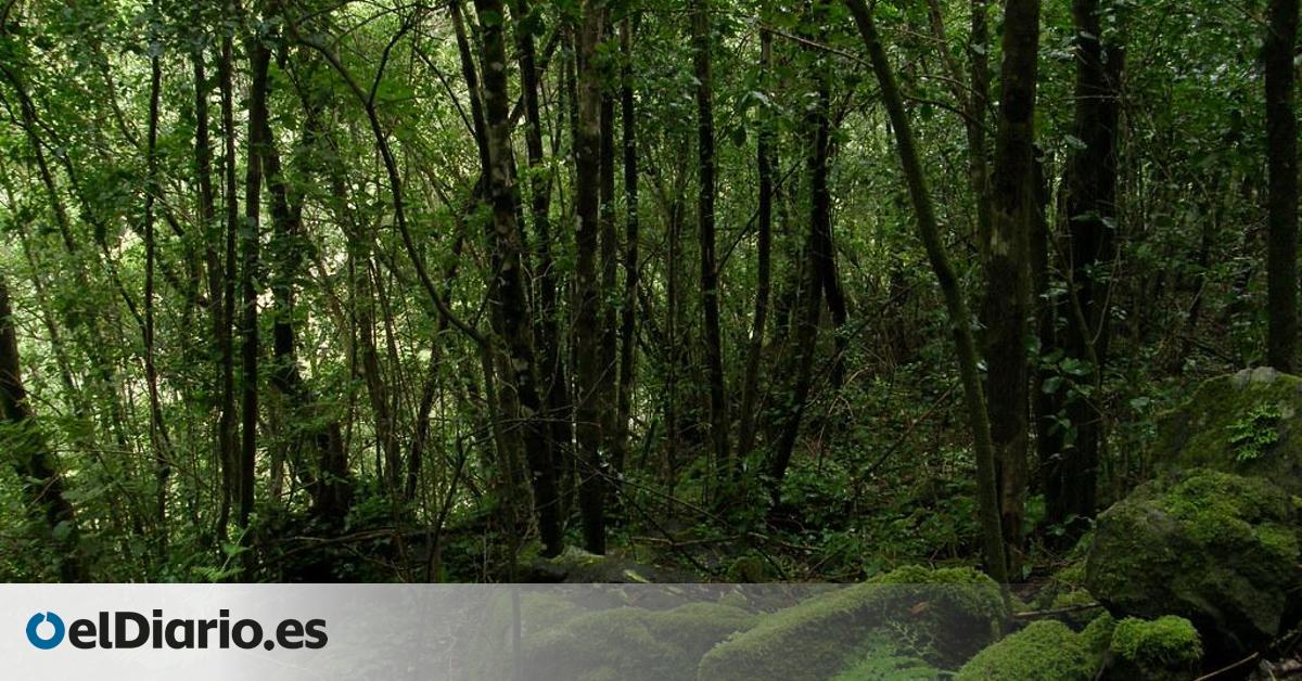 El bosque de cascadas español que se asemeja a las islas hawaianas