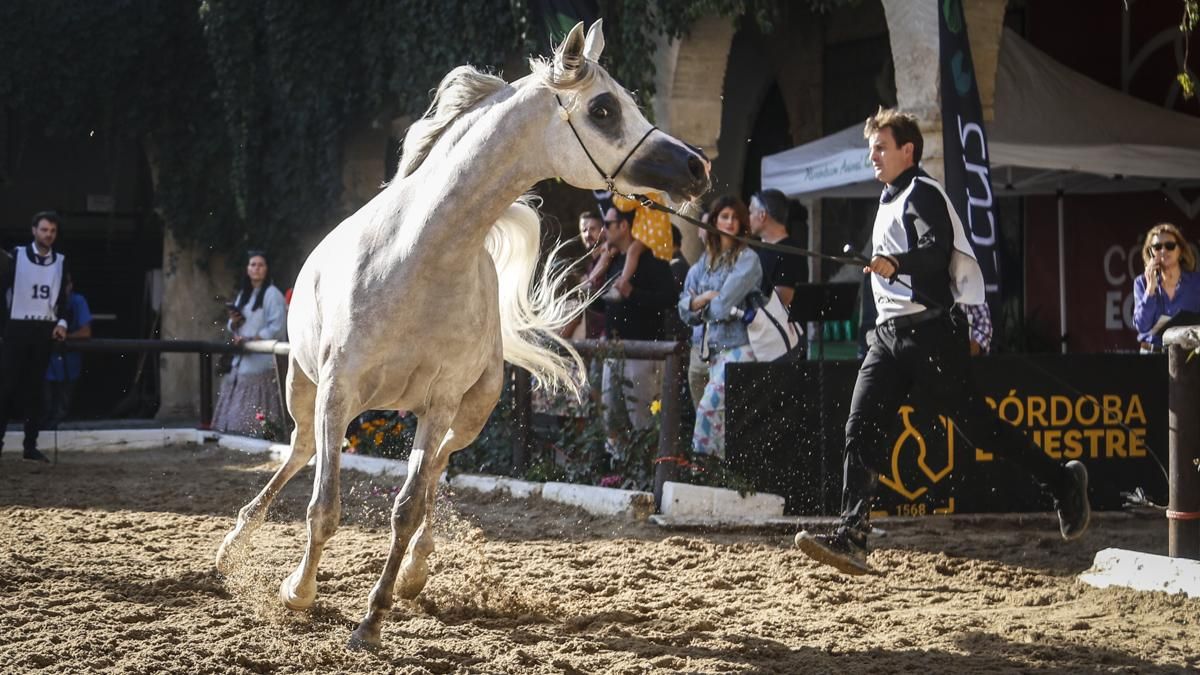 Campeonato Nacional de Caballos Árabes