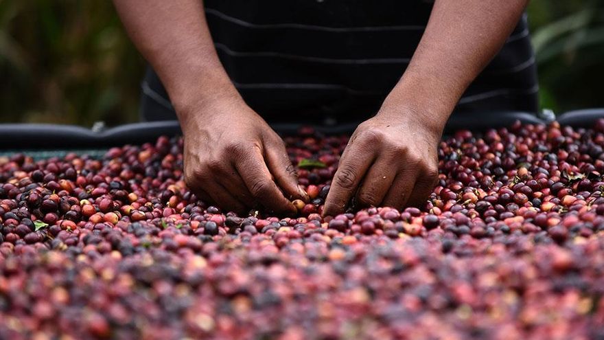 Un viaje por los países productores de los mejores cafés del mundo.