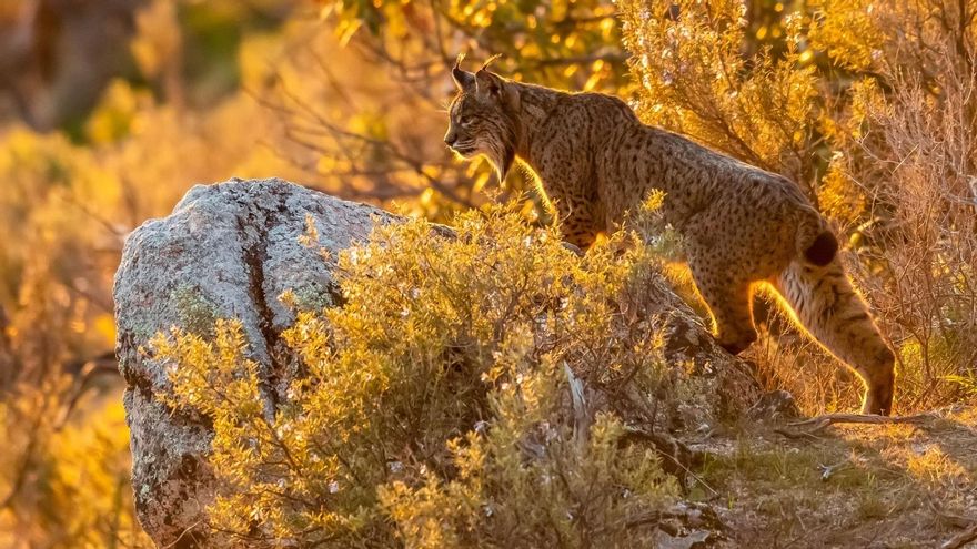 El lince supera los 2.000 ejemplares por primera vez desde que estuvo al borde de la extinción